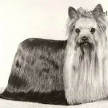  OZMILION EXPECTATION — Labaza DogPedigree YorkshireTerrier